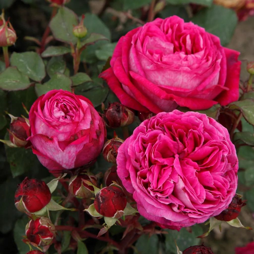 比较鲜又好养的月季品种,最值得养的大花浓香月季品种