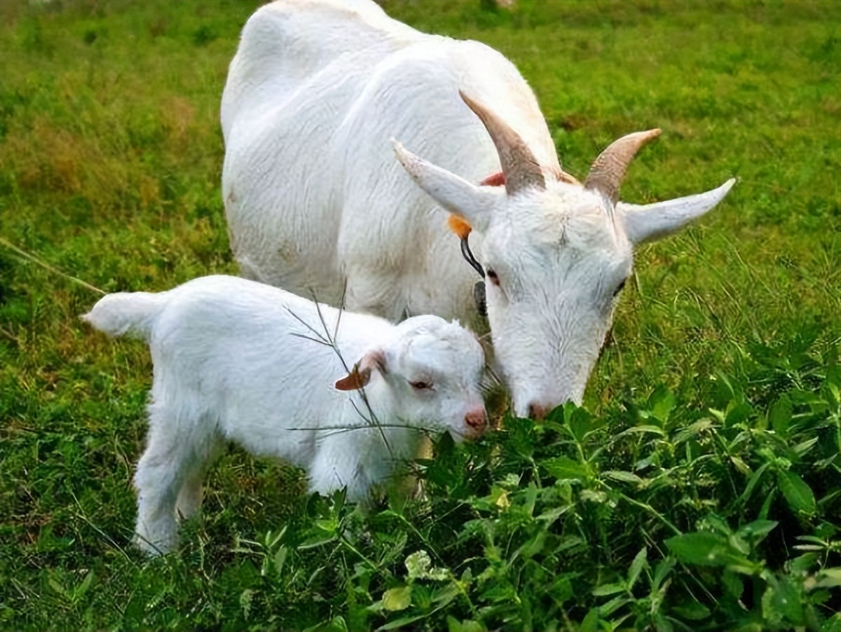 母羊生下小羊没奶水怎么办,母羊奶水不足初生小羊羔怎么喂