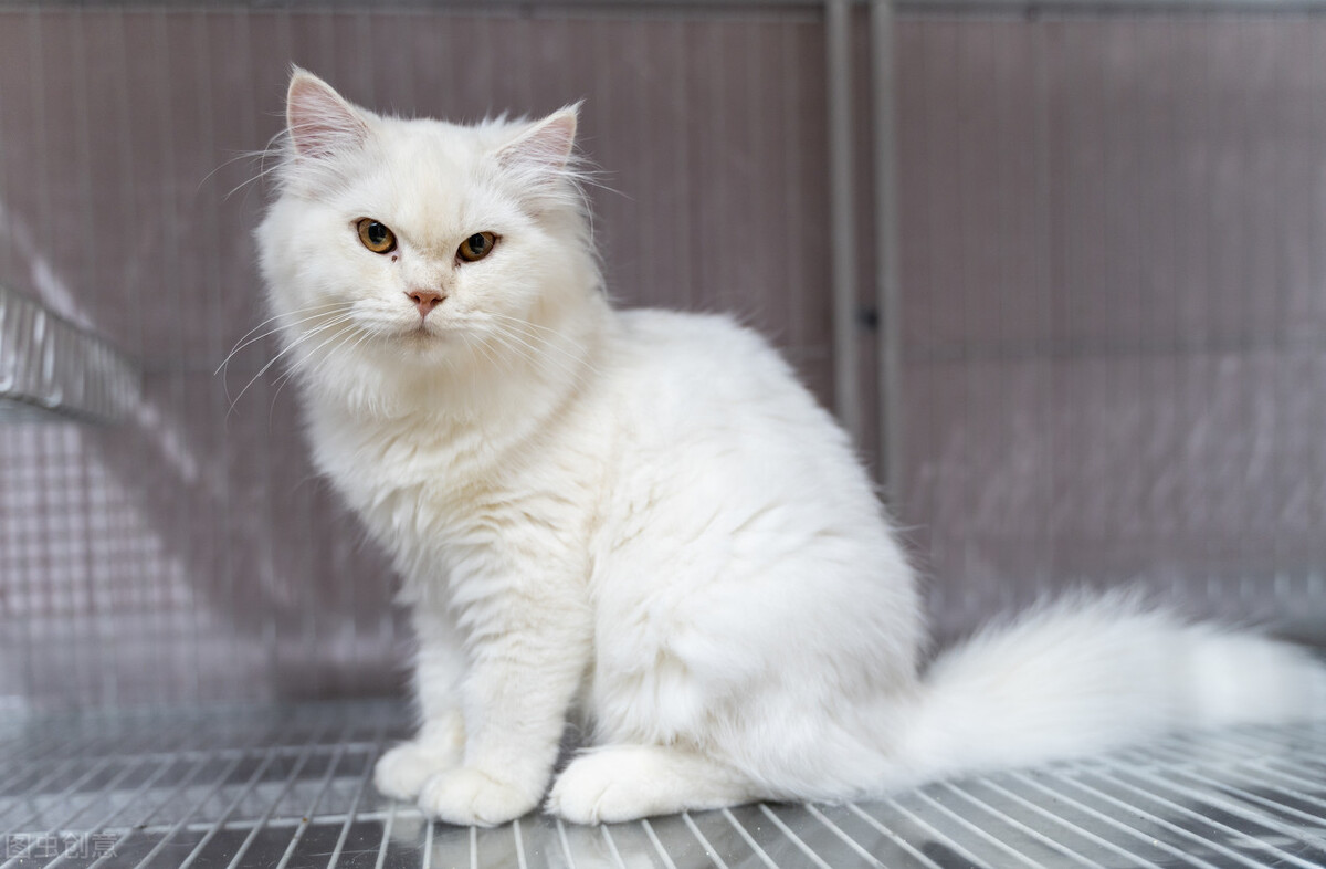 猫有绦虫怎么算排干净