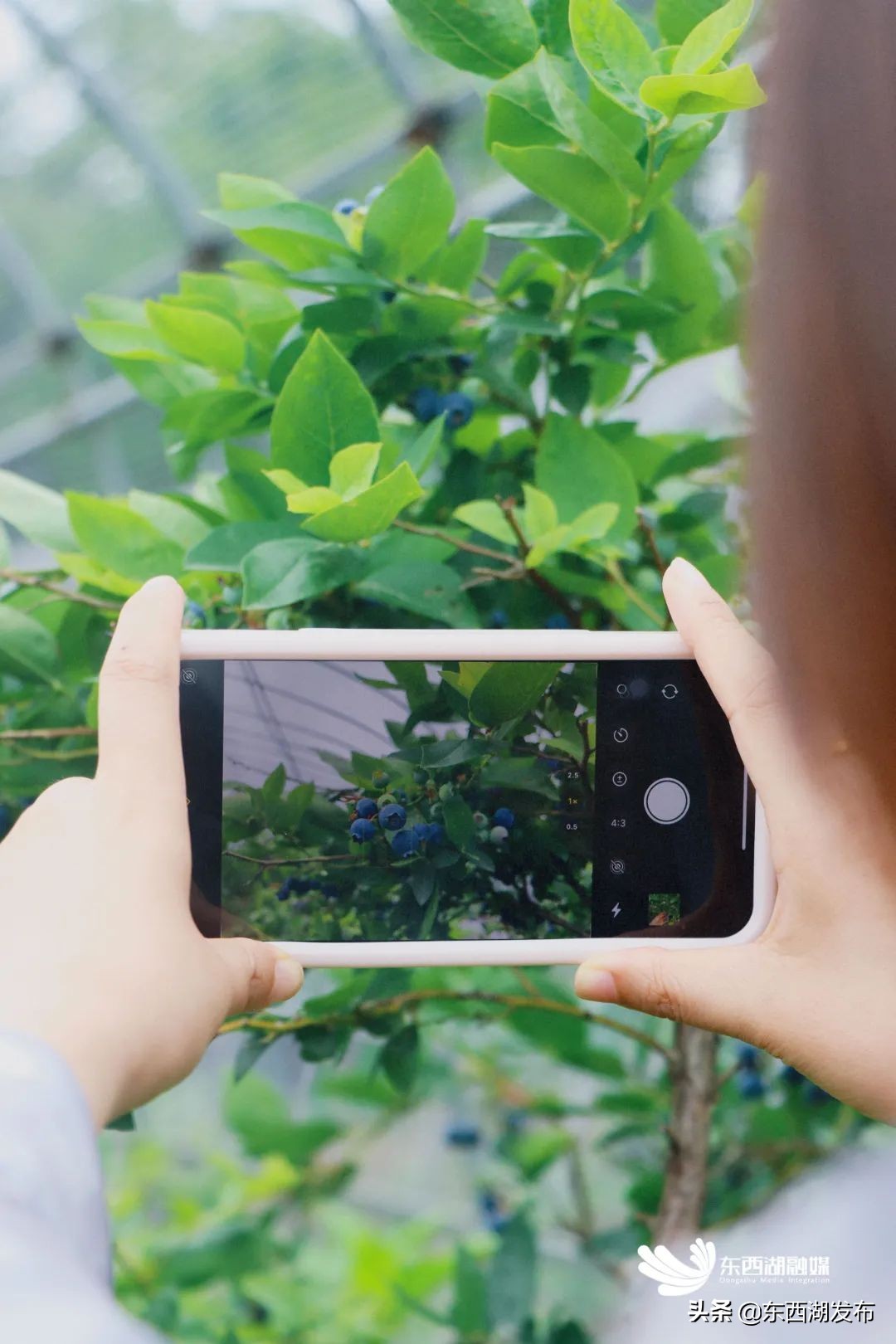 荷花开了夏天到了,荷花开了夏天又来了