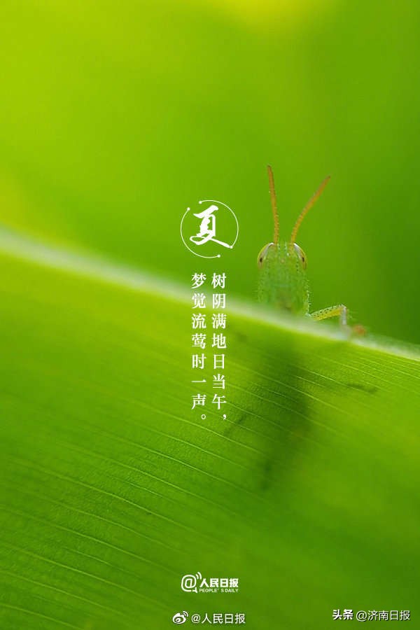 收藏当夏日美景遇上古诗词,10首经典夏日古诗词