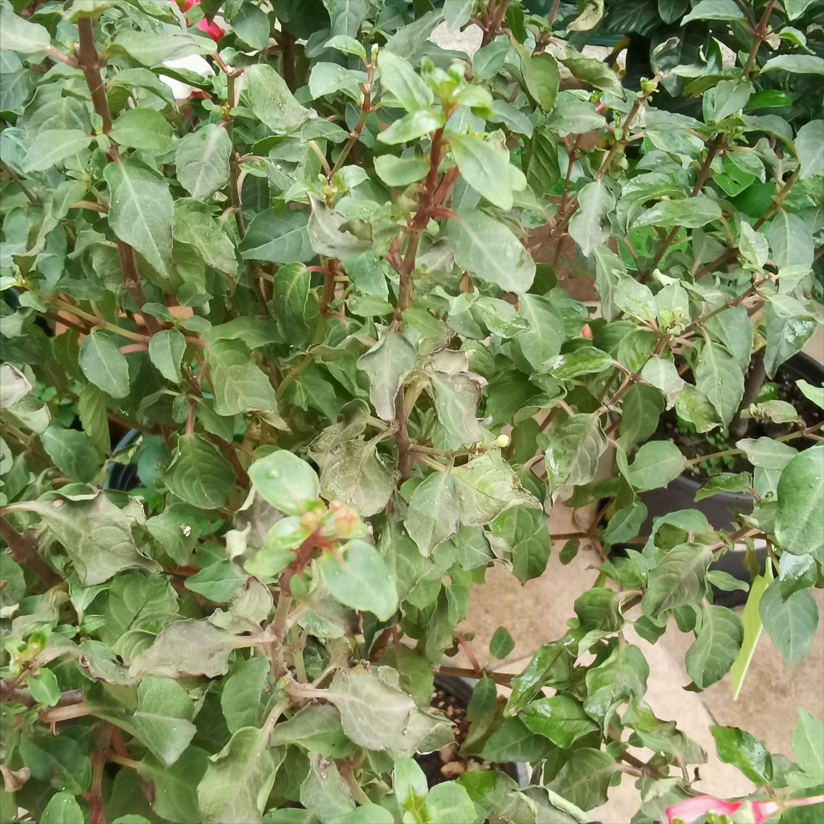 怎么治理花卉小飞虫的方法,花卉驱小飞虫妙招