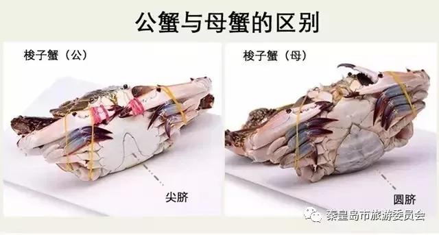 秦皇岛海鲜大比拼,秦皇岛一年四季的时令海鲜表