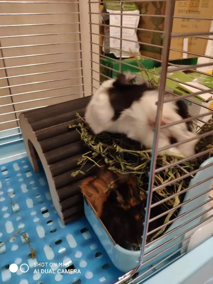 荷兰猪啃纸箱子有危害吗,荷兰猪咬纸箱怎么办