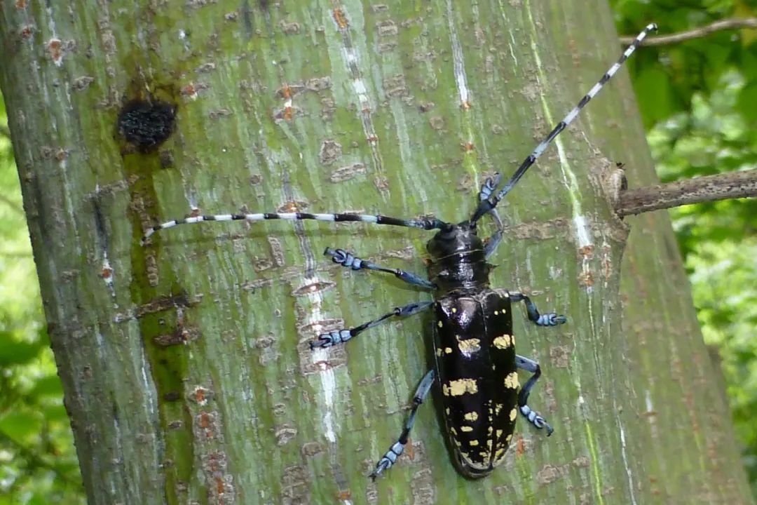中国天牛图鉴,天牛全程图鉴