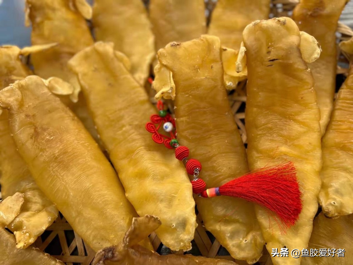 鱼胶哪个产地的最好,鱼胶最好的出产地在哪里