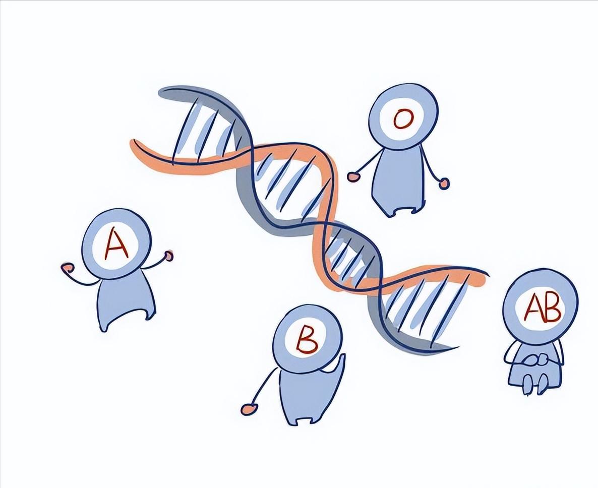 b型血和b型熊猫血适合生孩子吗,b型血跟o型血能生出熊猫血吗