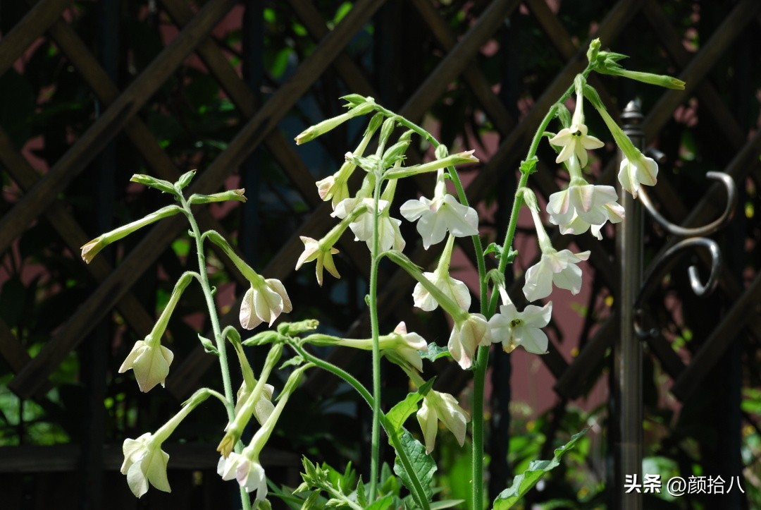 冬天开花的室外花卉盆栽,温室盆栽观花花卉植物