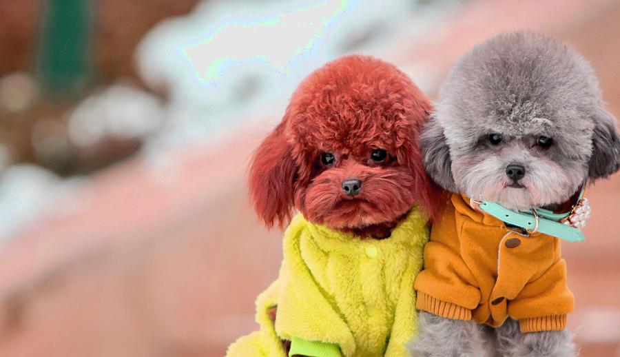 新养的幼犬泰迪吠叫怎么办,饲养泰迪犬的正确方法