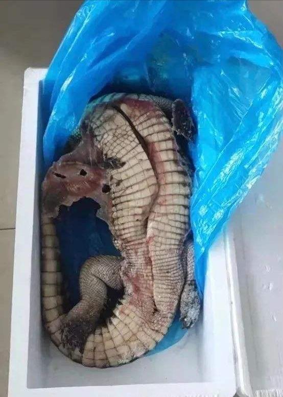 网购鳄鱼居然复活了？盒马作出回应
