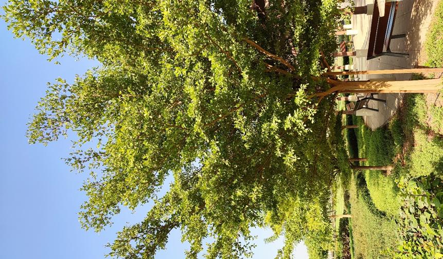 迪拜适合养什么植物,迪拜常见花草