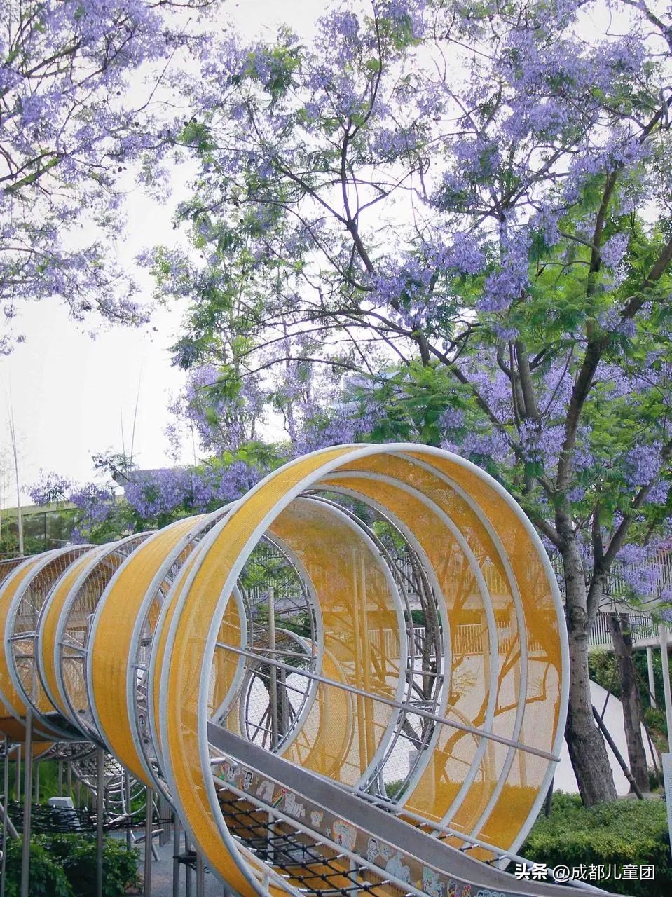 成都武晋路蓝花楹,昆明街头蓝花楹绽放成梦幻花海