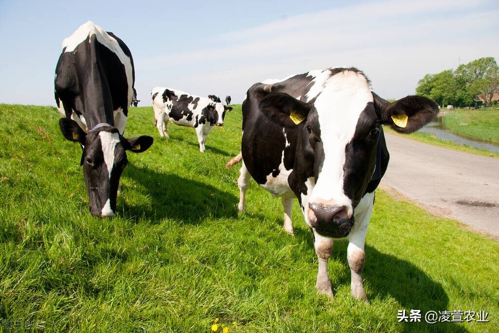 奶牛产奶是公还是母,让奶牛多产奶的方法