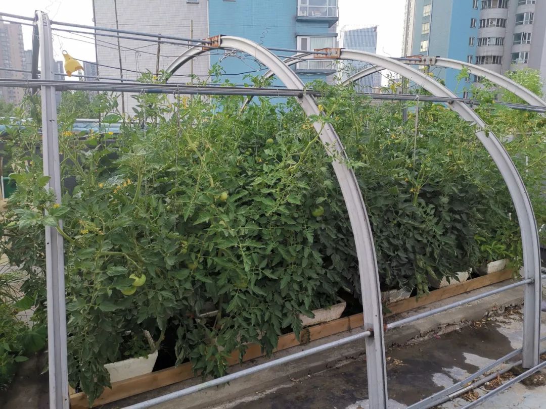 西红柿最近新消息,西红柿皮特别硬咋回事