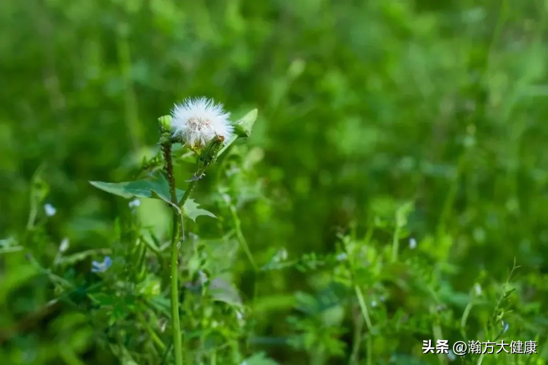 去火喝点什么中草药降火最快,清热去火中药有哪些