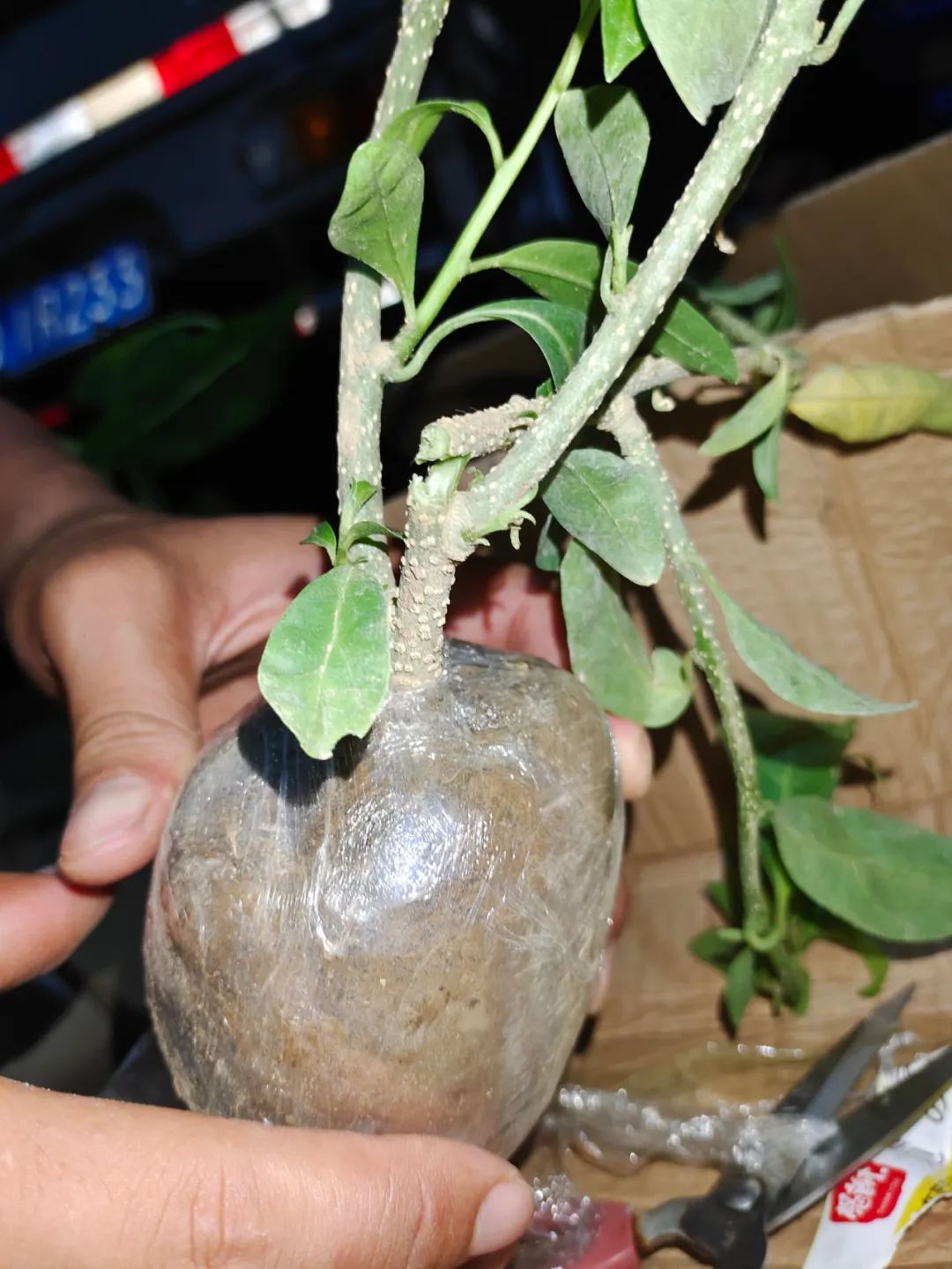 买到黄泥土种的花怎么办,买到黄泥巴裹根的花怎么办