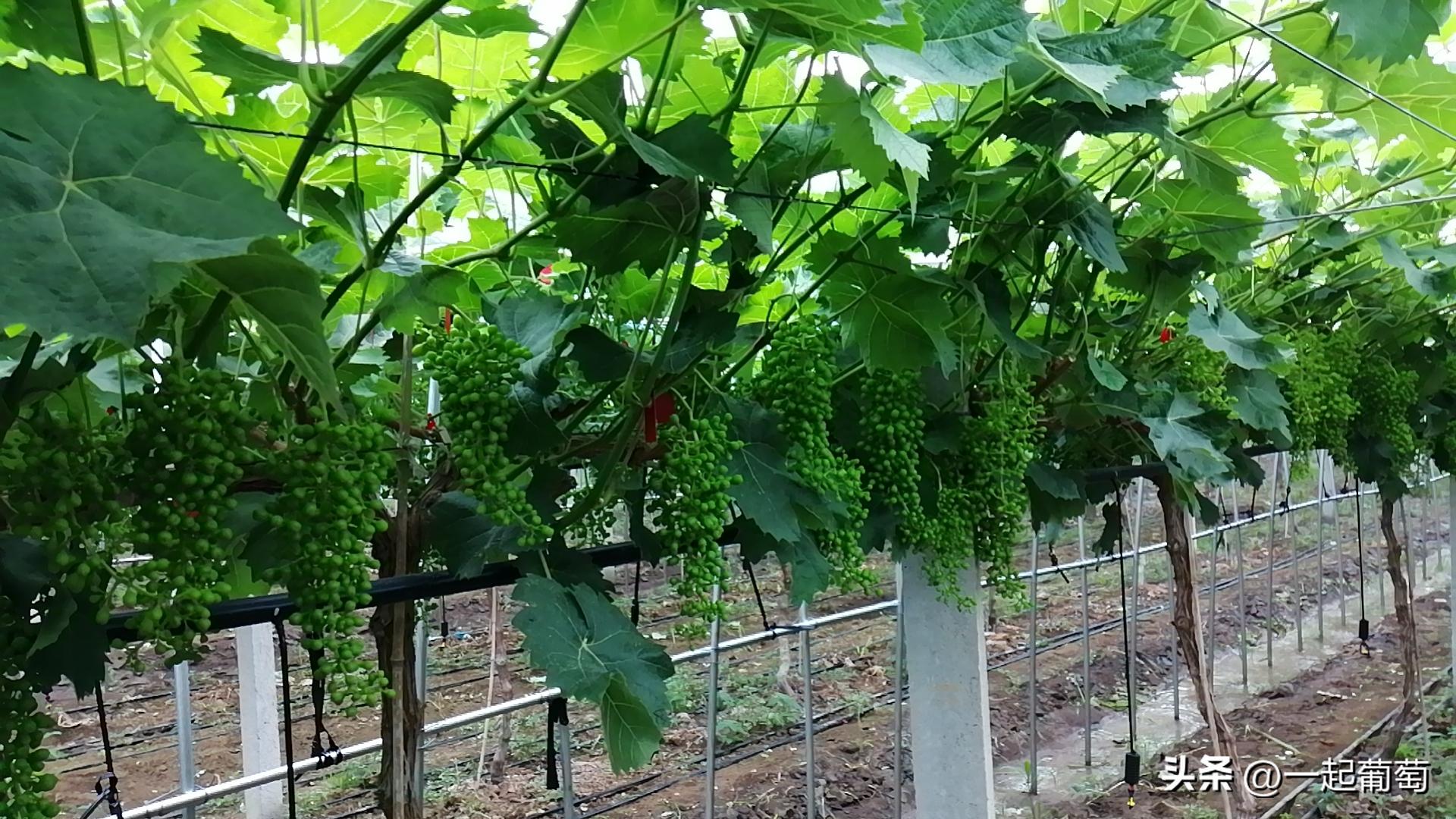 隔壁老王种植技术视频,隔壁老王种葡萄的抖音