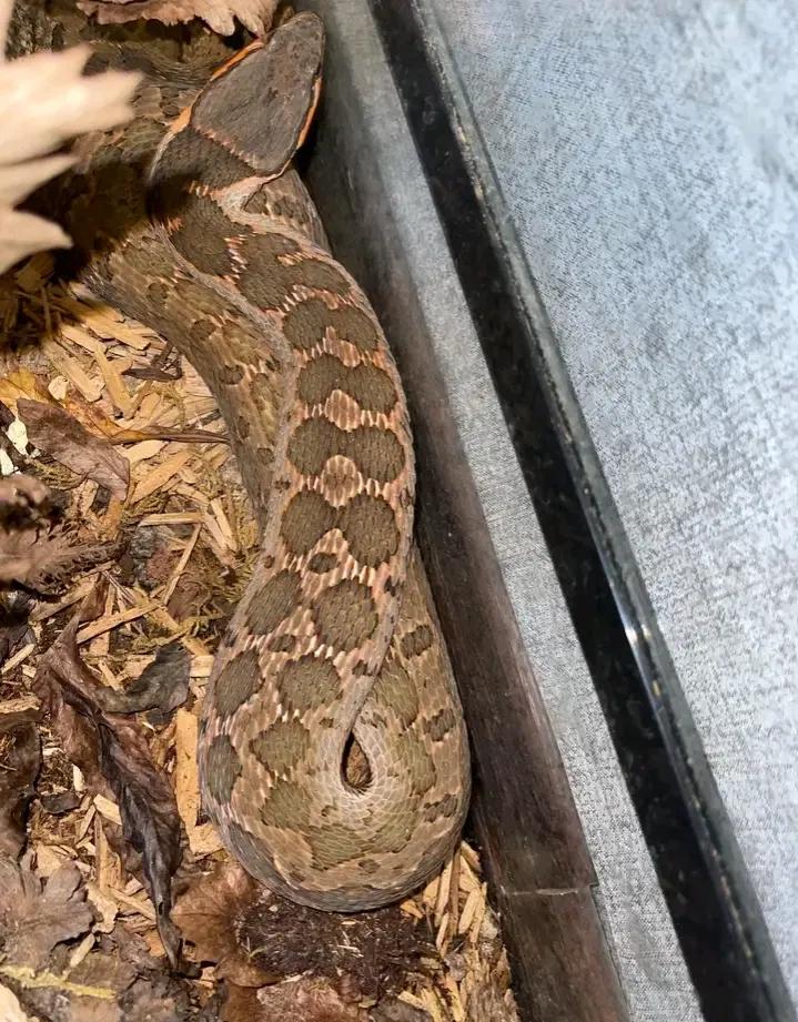 蛇头是三角形的无毒蛇,长角的毒蛇是什么蛇