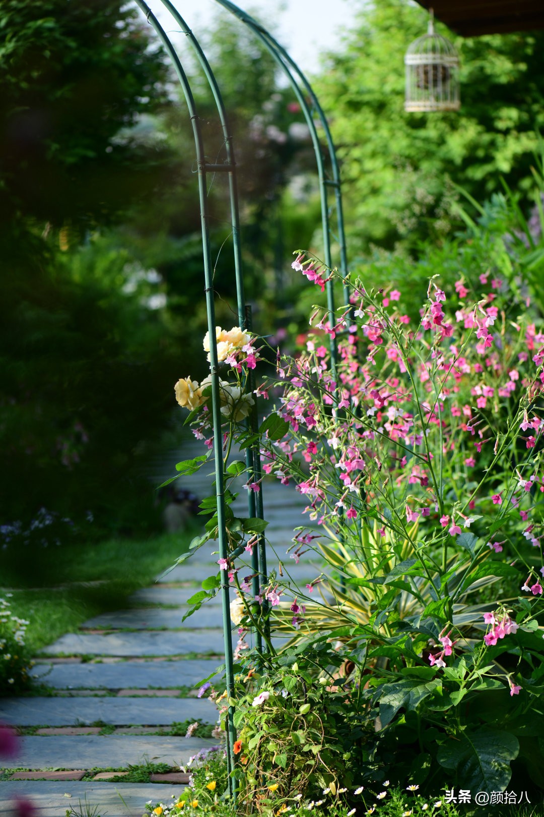 冬天开花的室外花卉盆栽,温室盆栽观花花卉植物