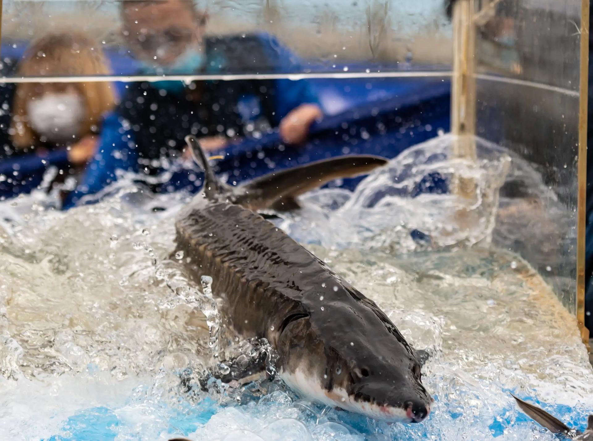 中华鲟为什么放生长江,放生中华鲟现状