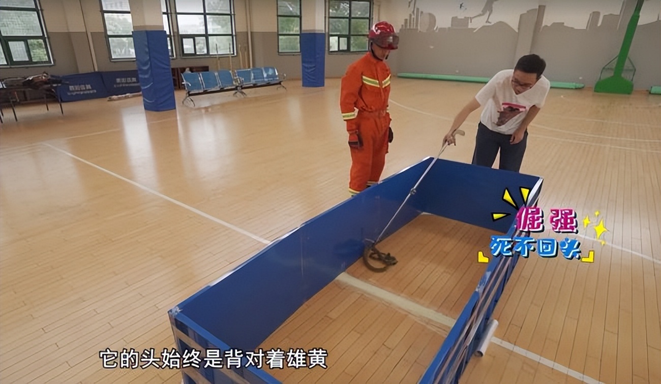 3米巨蟒被咬死,4米巨蟒吞下3只羊羔事件