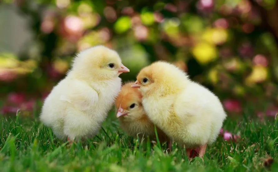 公鸡母鸡恩爱逛街,公鸡母鸡恩爱视频绿幕素材