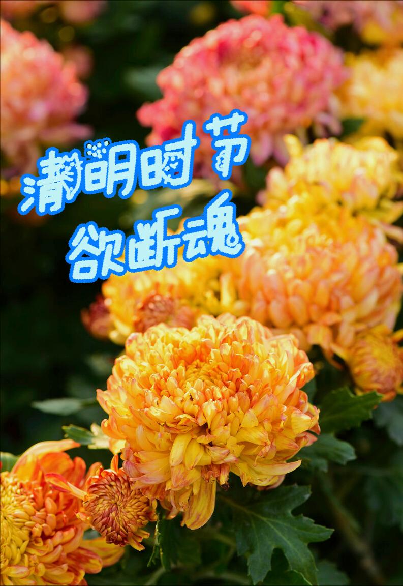 清明节雨纷纷举国上下寄哀思,清明节伤感词思念天堂的父母