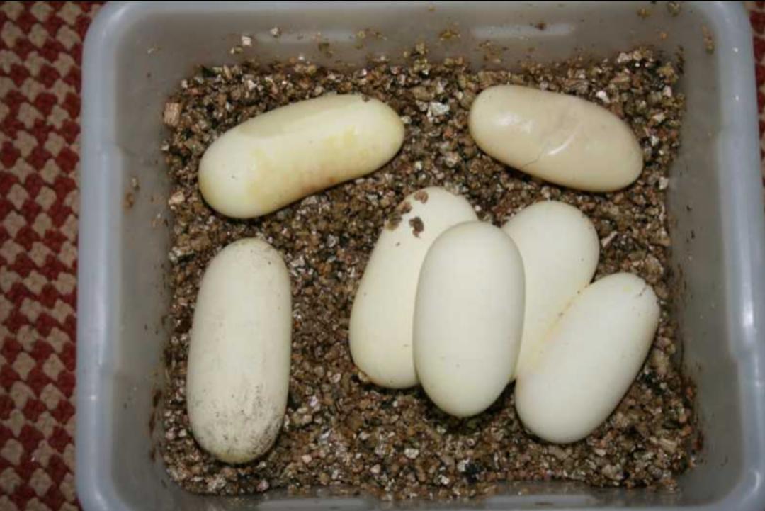 「原来欧洲有这么多种蛇？！」偷师卡塞尔的豢龙大师·下