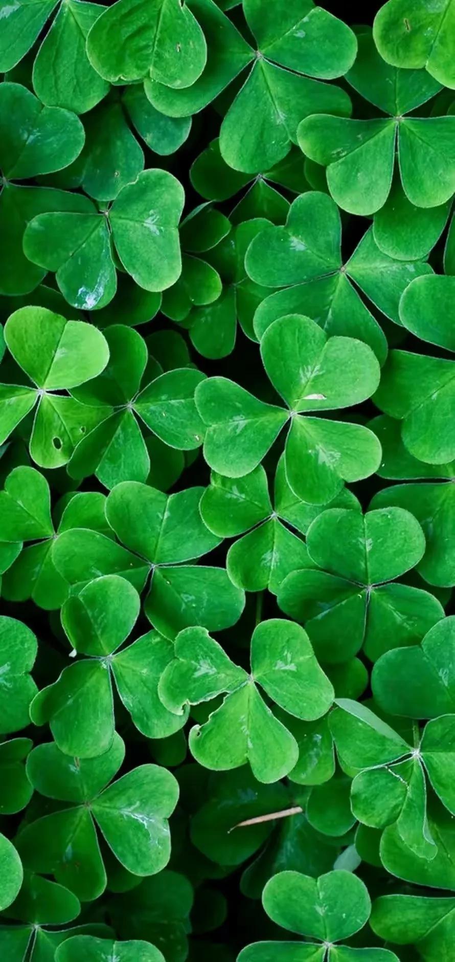 华为壁纸绿色护眼图片大全高清,绿色护眼壁纸高清全屏手机锁屏