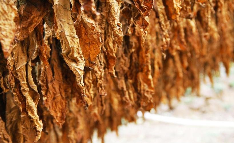 17世纪*草烟**被引进英国后不久，便成为贵族青睐的消费品