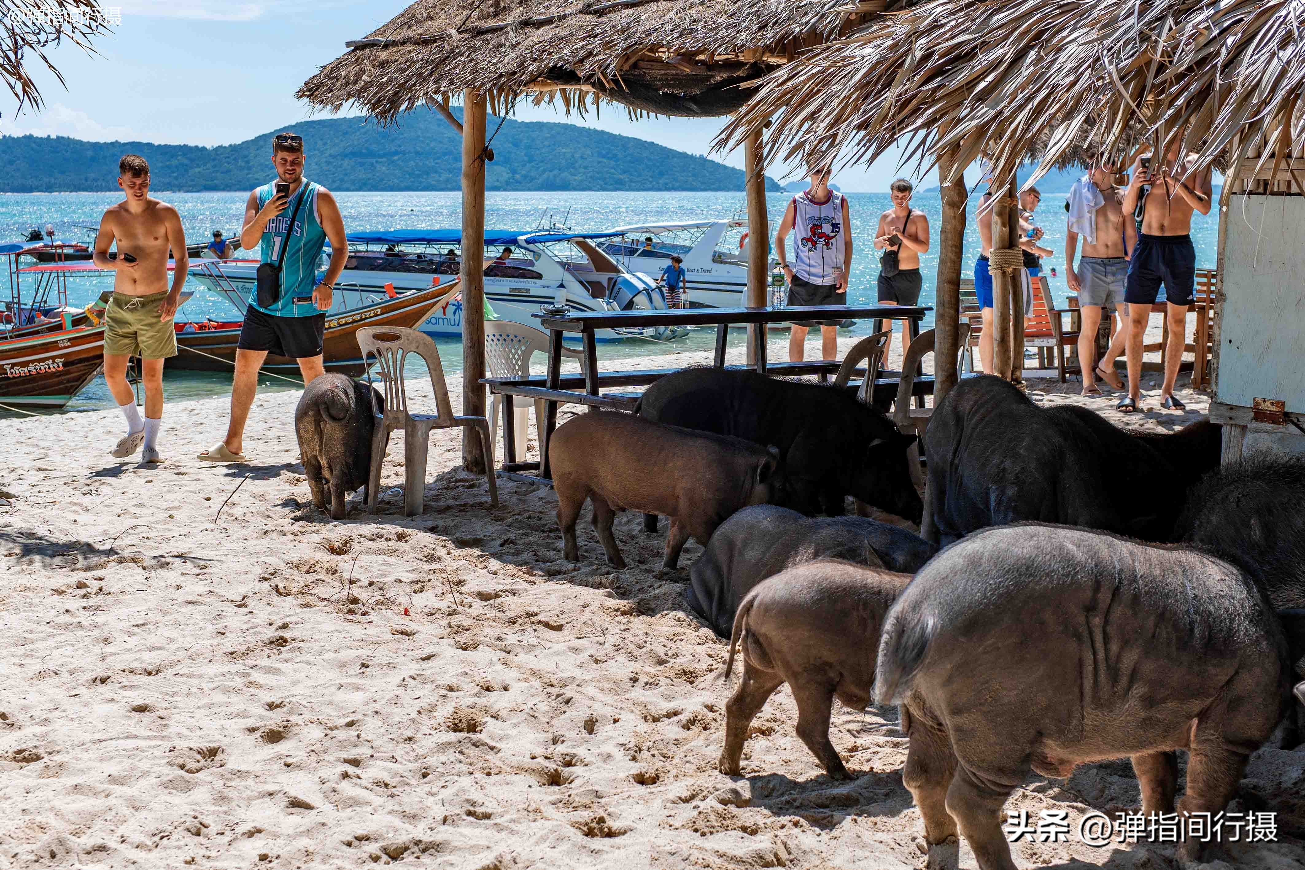 高端苏梅岛旅游攻略,苏梅岛一日游如何安排旅游