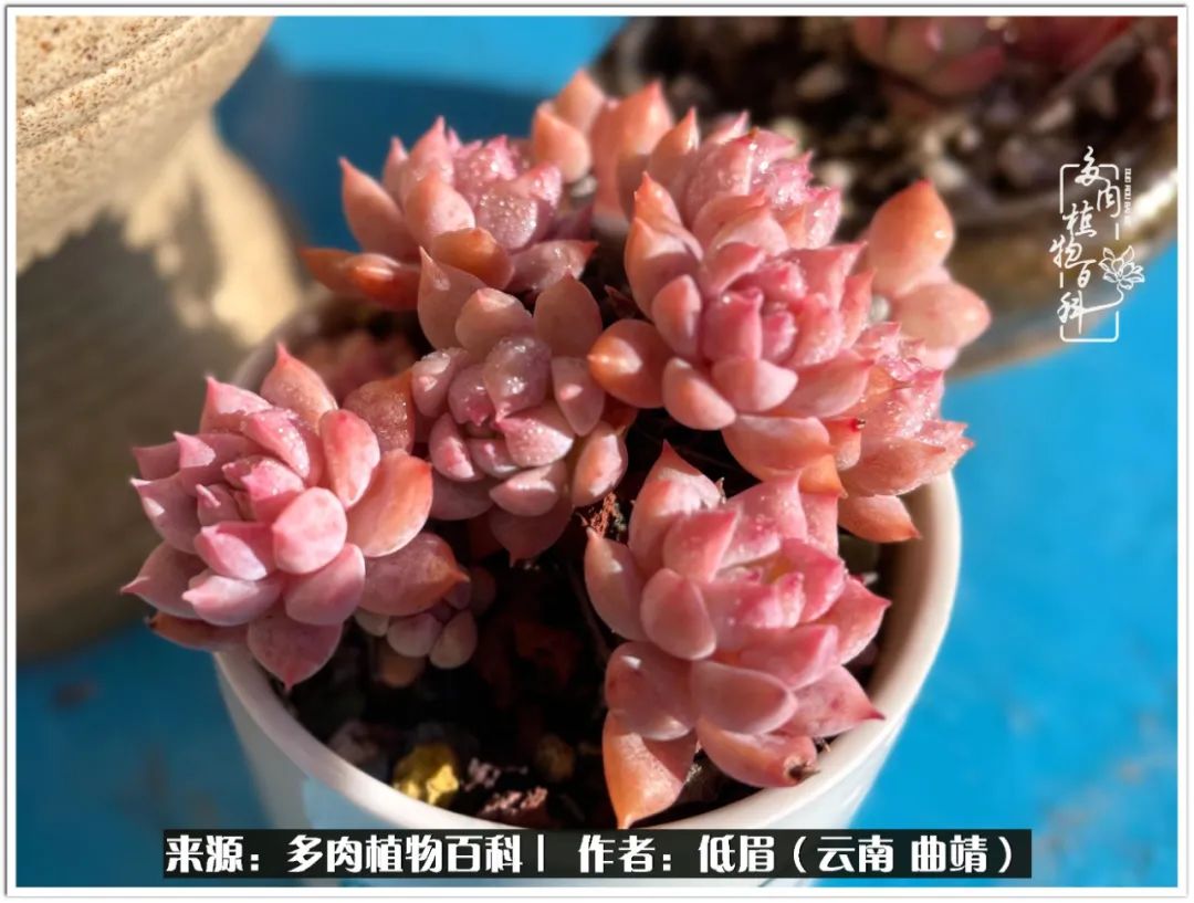 玉露多肉冬季分盆,玉露多肉怎样才能晶莹剔透