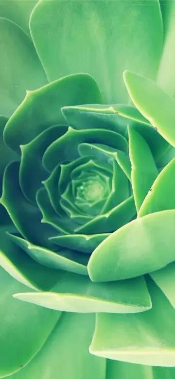 护眼壁纸动态壁纸高清全屏90帧,华为绿色养眼护眼壁纸