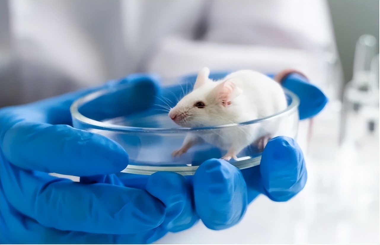 换血疗法真的能让人年轻吗,年轻人换血实验结果