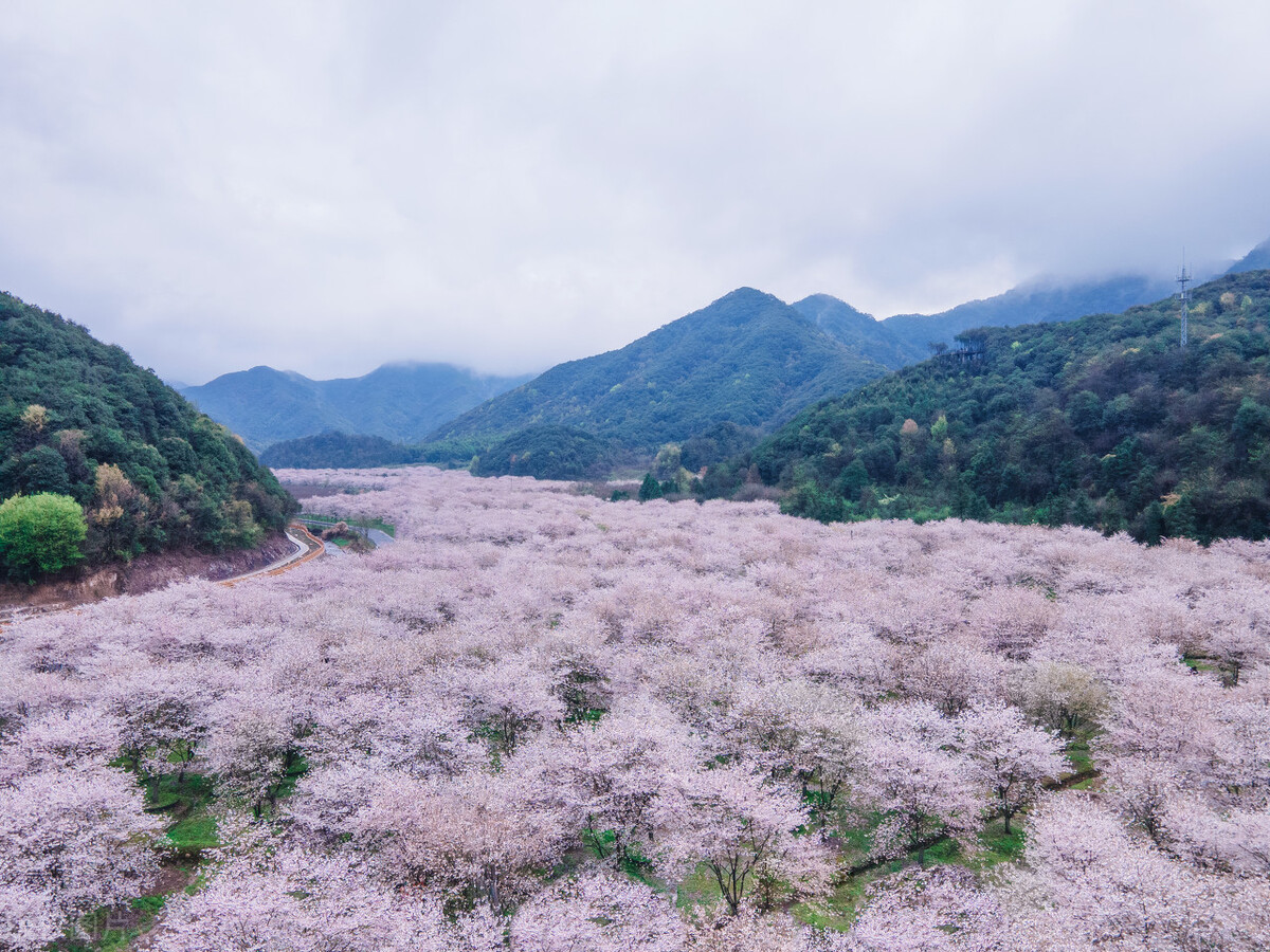 在太湖鼋头渚樱花谷等你,太湖鼋头渚樱花自驾游