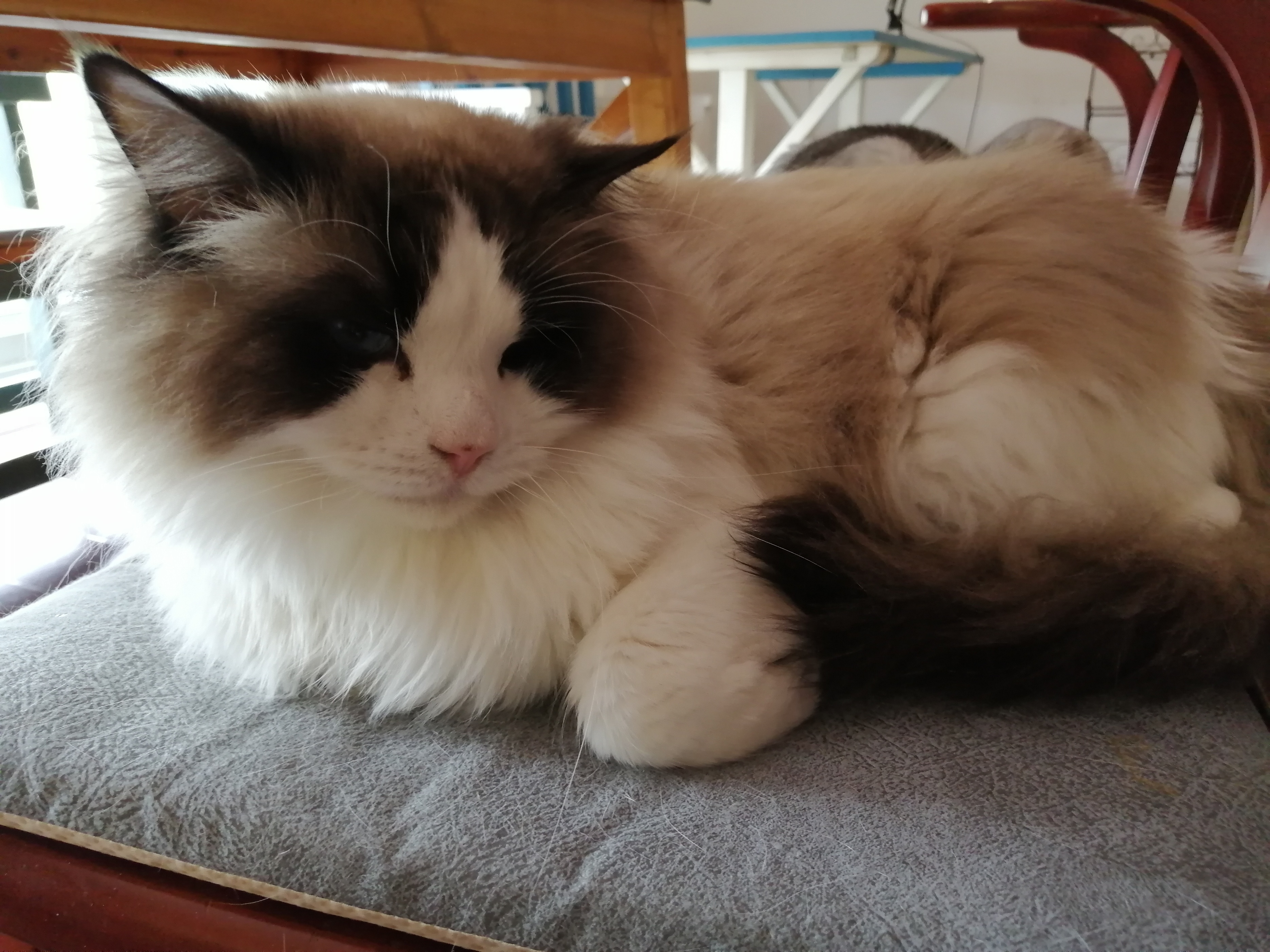 怎样调教小猫咪不咬人,猫咪到处乱尿怎么调教