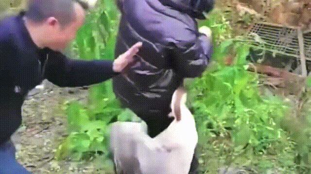 为何很多动物都怕猫,为什么有好多动物怕鹅的粪便