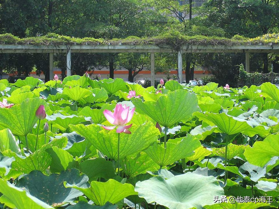 花螺的正确吃法什么地方不能吃,花螺怎么吃好吃