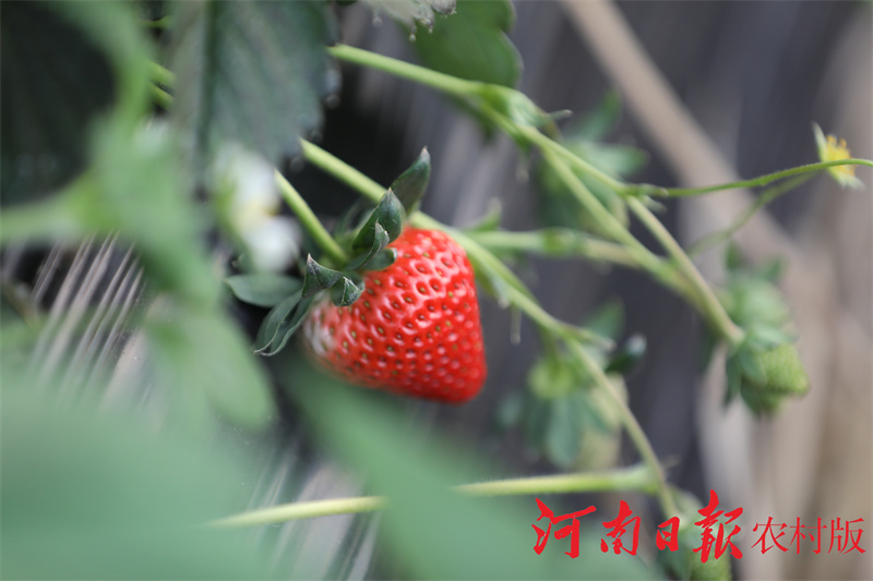 信阳市平桥区:“85后”小伙逐梦田园过上了向往的“莓”好生活