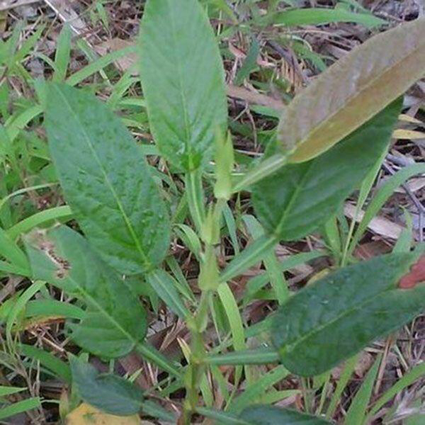 酷似葫芦，人称“咸鱼草”，家乡人用来做凉茶，脸上长痘痘就找它