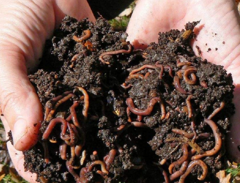 农村哪三件生意严查,农村开展大整治三种生意不能做