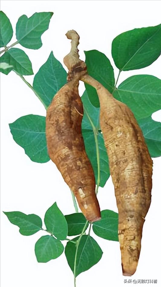 美国野生葛根泛滥,野葛根美国