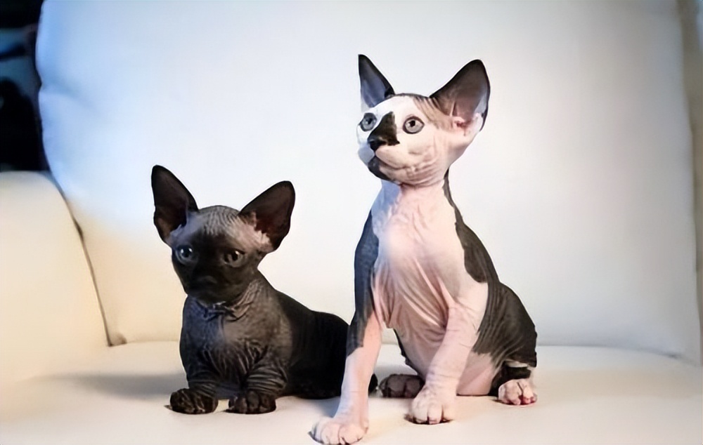 十大热门猫,2023年最热门猫咪排行榜