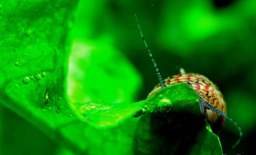 彩蛋螺会爆缸吗,彩蛋螺爆缸危害