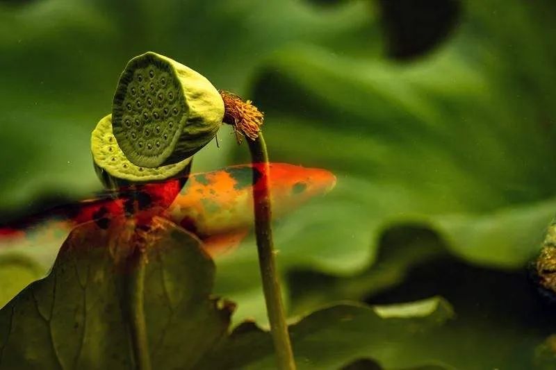 描写莲子长参的诗词,形容莲子好吃的诗句