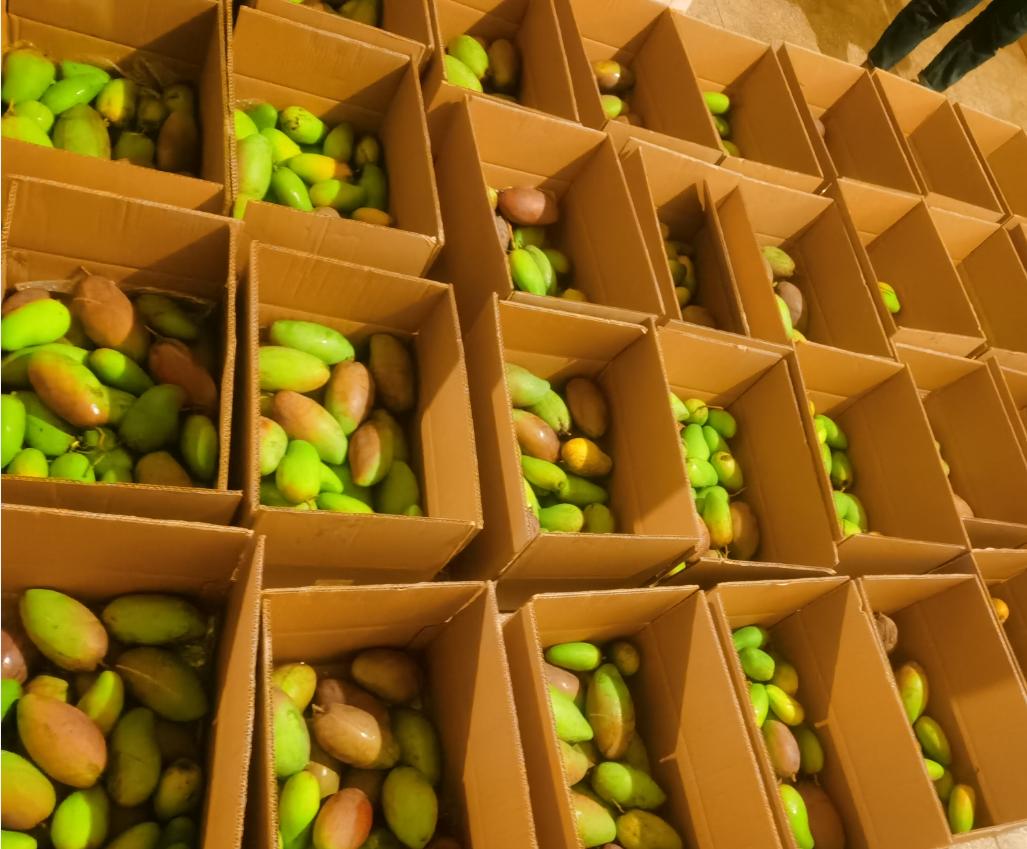 澜沧糯扎渡：一名“90后”退伍军人的创业致富路