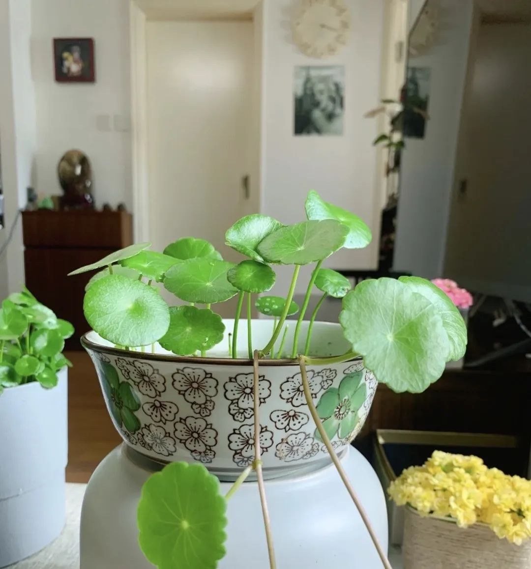 邻居扔垃圾屡教不改,邻居总是扔垃圾在花坛