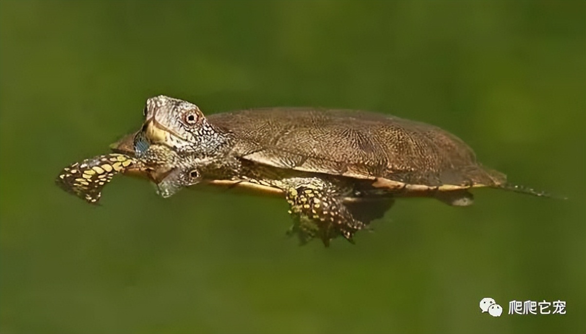 泥水养龟正确方法,泥水养龟教程必看
