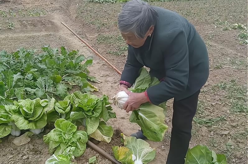 为啥要说穷死不耕丈人田什么意思,俗语再穷不耕丈人田