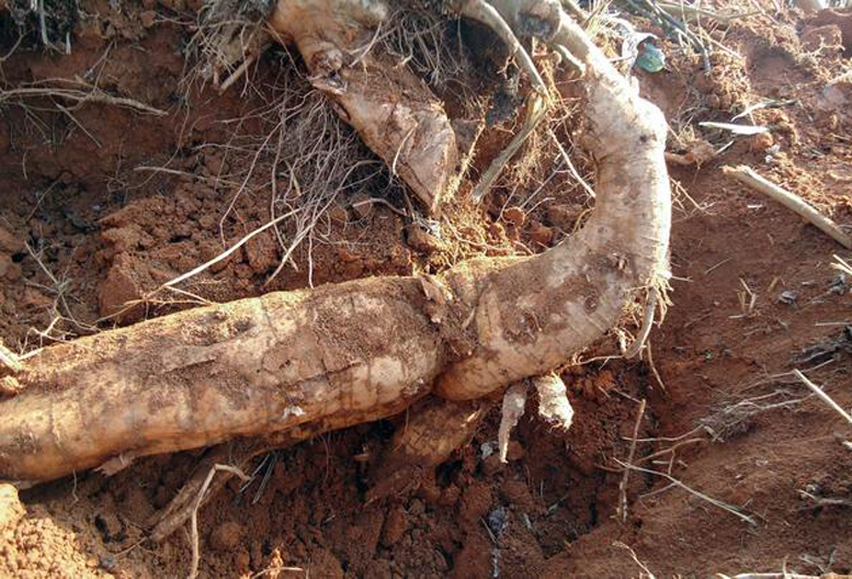 葛根市场卖多少钱一斤,葛根市场行情